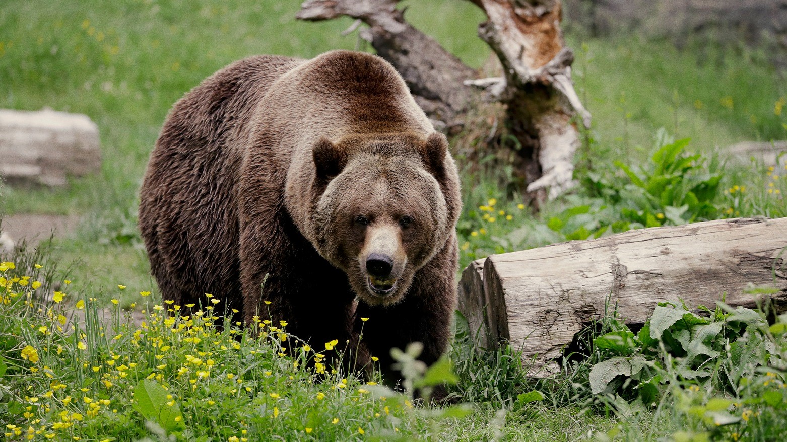 Grizzly bear found dead in highlands